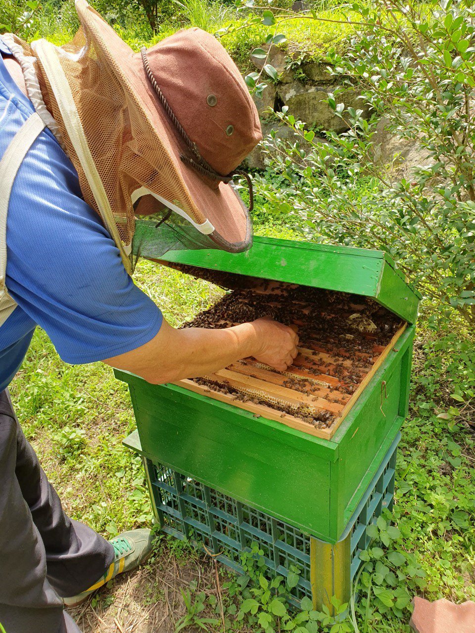 影／2箱變200箱 明德社區業餘養蜂成特色