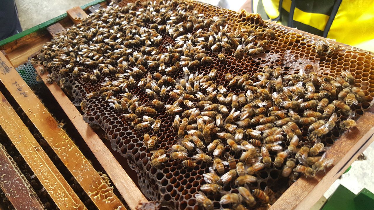 影／2箱變200箱 明德社區業餘養蜂成特色
