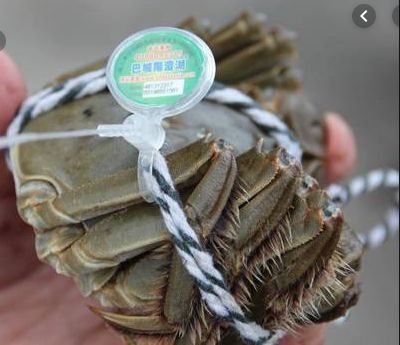 「防偽蟹扣」可以查到陽澄湖大閘蟹的產地和出生證明，但連「防為蟹扣」也經常有假冒。...