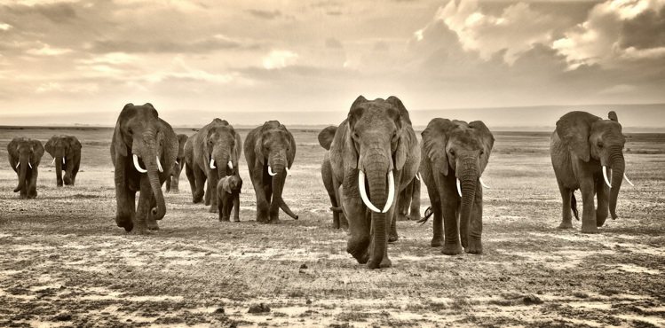香緹卡邀請自然攝影大師，拍下非洲的大象。圖／香緹卡提供