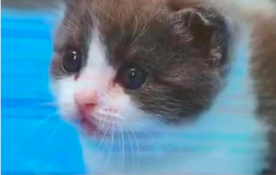 1個月左右的複製貓「大蒜」，目前複製1隻寵物貓的代價約為112萬新台幣。圖／取自...