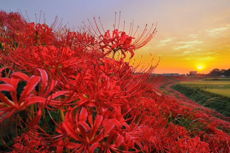 「矢勝川」沿岸種植多達300萬株彼岸花，每逢秋季造訪即可欣賞紅色花海盛放美景。圖／樂天旅遊提供