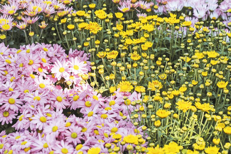 在士林官邸菊展，可見到許多種類的菊花。 圖／聯合報系資料照片