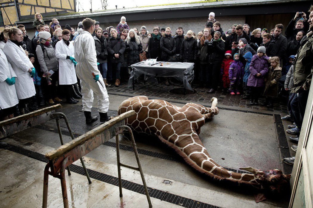 哥本哈根動物園公開解剖長頸鹿Marius。 圖／美聯社