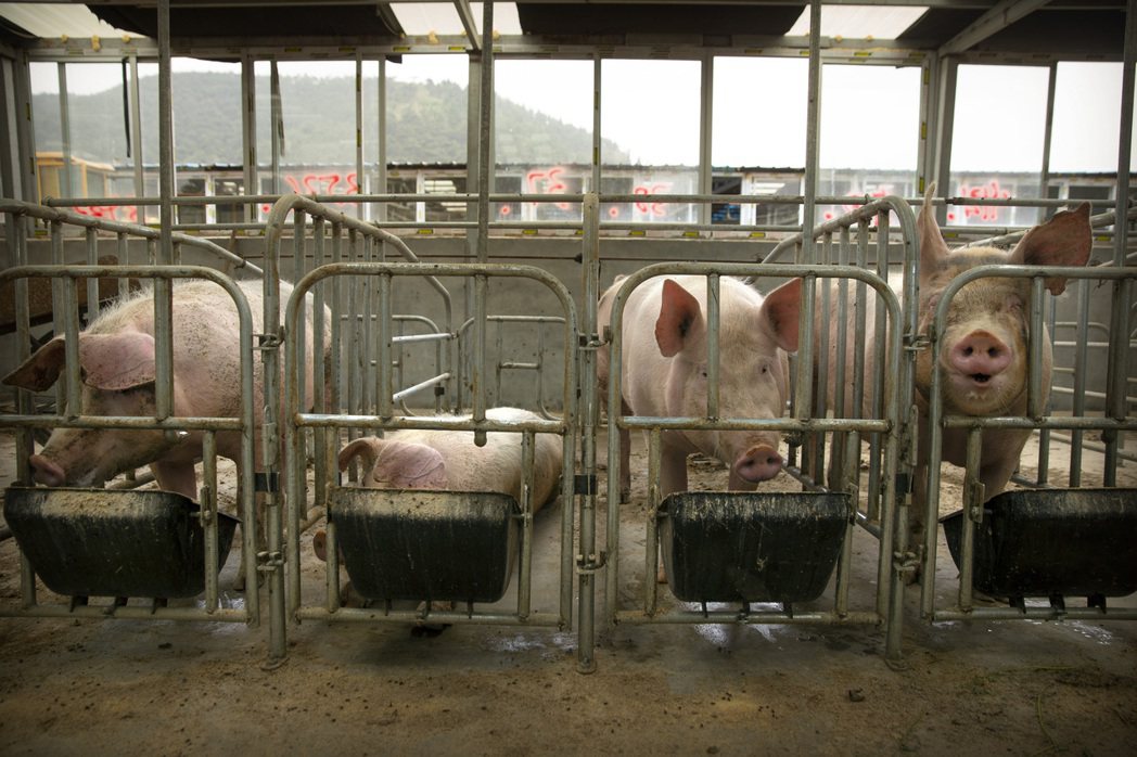 受非洲豬瘟衝擊，大陸豬肉批發價格飆價，大陸官方鼓勵養豬。 （美聯社）