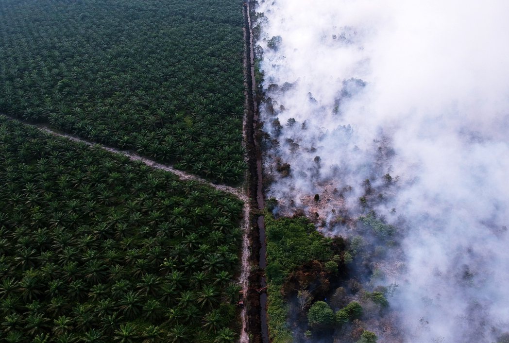 印尼警察總長堤托（Tito Karnavian）表示，被焚燒的土地基本上都是森林...
