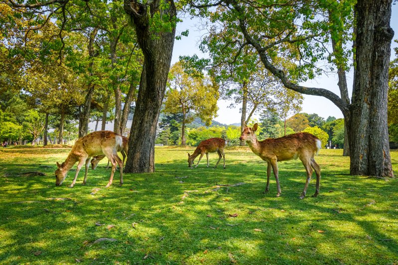 日本受新冠肺炎影響，遊客數驟減，卻因此使奈良的鹿恢復健康。 圖／ingimage