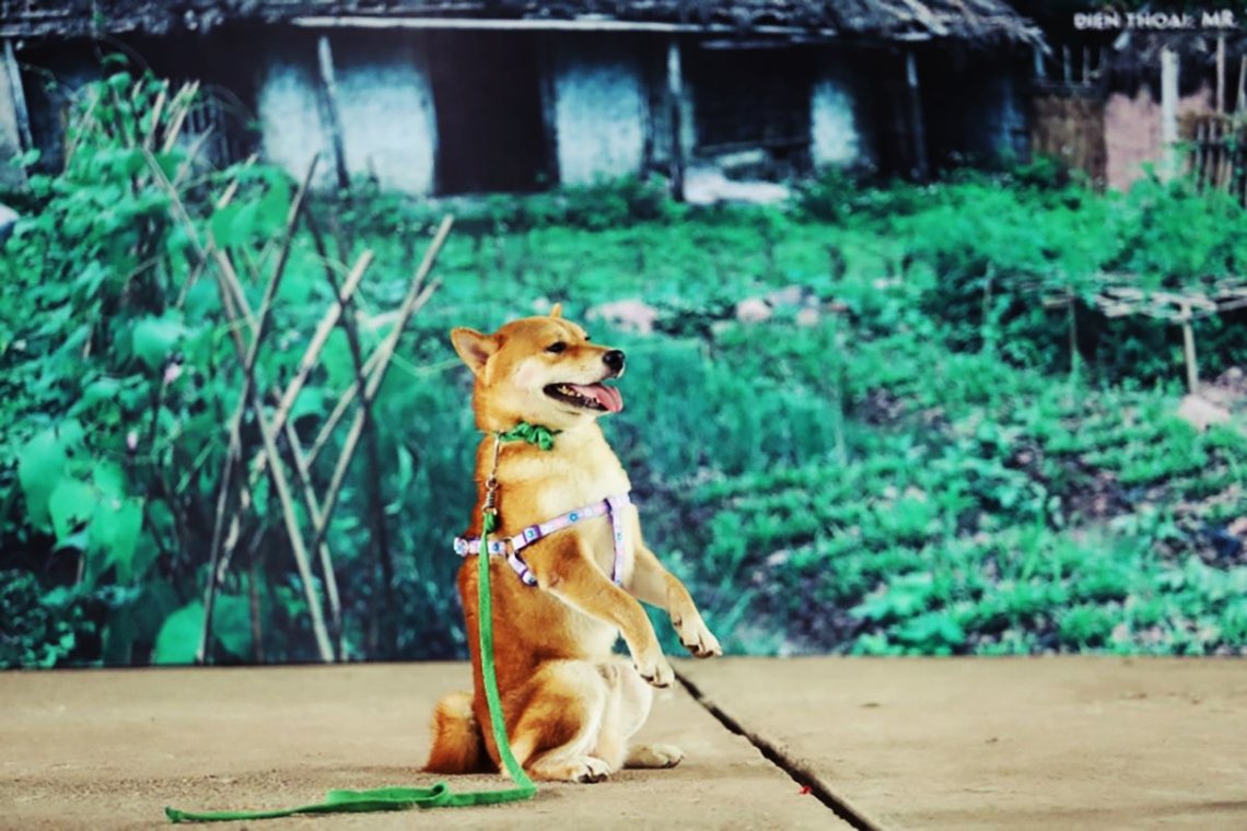 「找一隻日本柴犬演越南犬，這誰能接受？」描寫農民貧困悲劇的越南國民小說《Lao ...