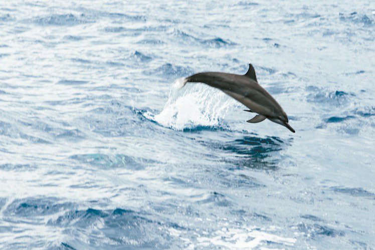 海豚在花蓮外海飛躍。 陳立凱／攝影