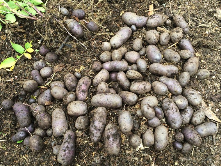 紫薯。本報資料照片