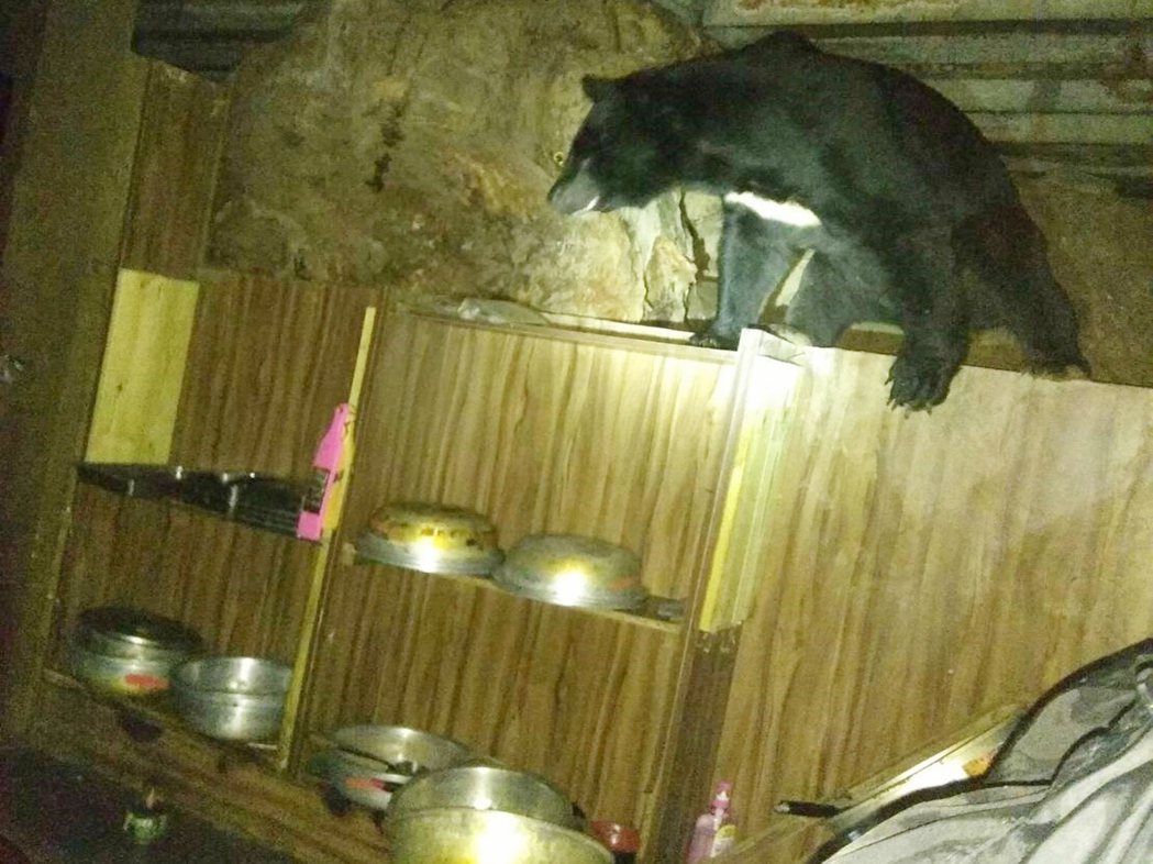 去年6月至8月間，發生4次台灣黑熊闖入嘉明湖避難山屋廚房覓食事件。圖／天馬登山社...