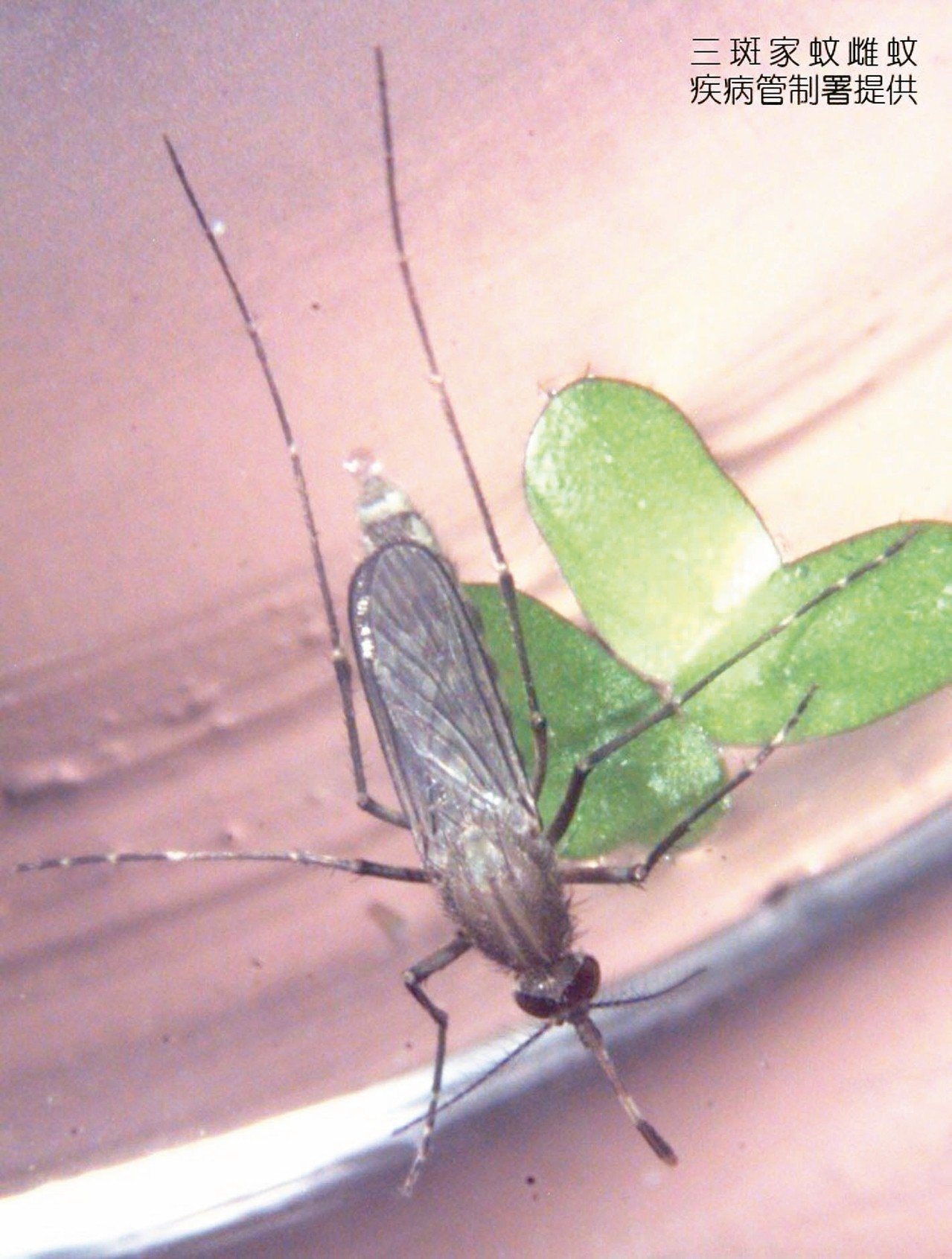 三斑家蚊是傳染日本腦炎的病媒蚊之一，民眾應避免在黎明和黃昏時，在豬舍、動物畜舍或病媒蚊孳生地點附近活動，並做好防蚊措施。 圖／疾管署提供
