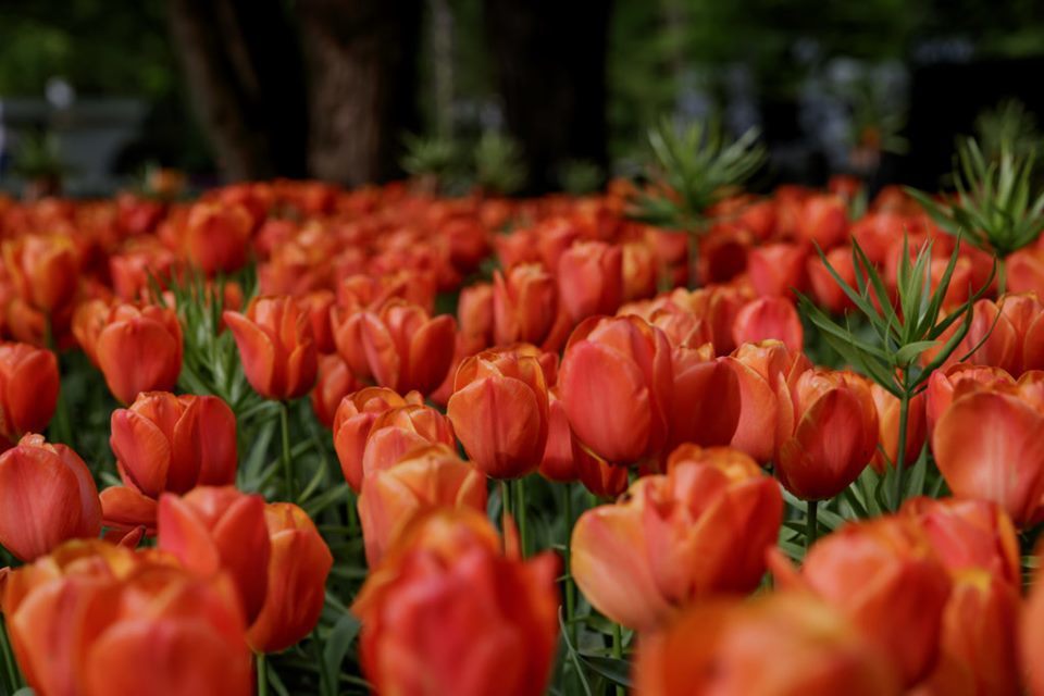 荷蘭皇家球莖種植者協會指出，阿姆斯特丹知名花市賣的鬱金香球莖只有1%會開花。取自...