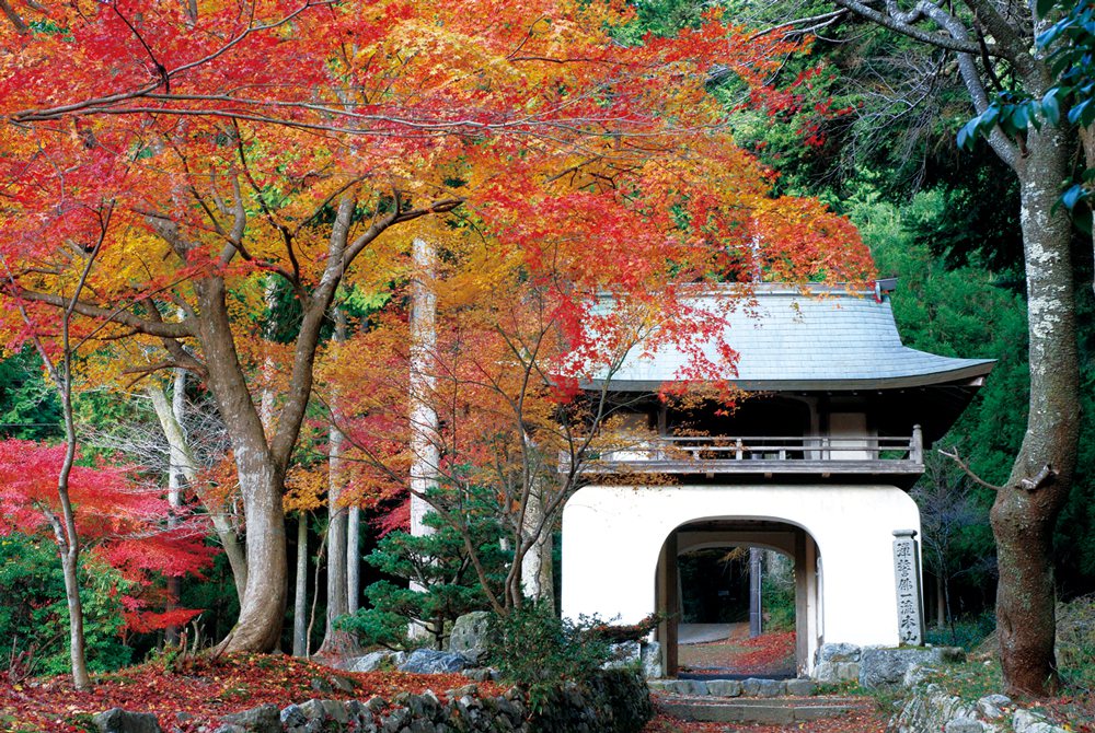 古知谷阿彌陀寺則是自江戶時期就饒富盛名的賞楓名所。