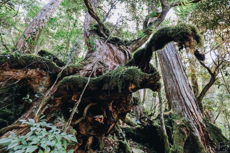 走進遺落的巨人森林 唐穗山 滿眼異形樹木環伺著你 旅遊 聯合新聞網