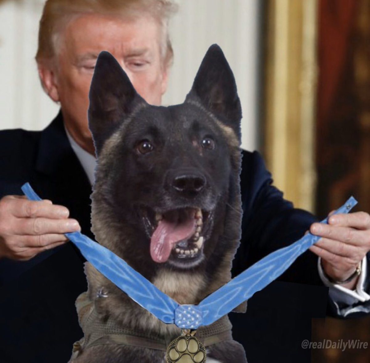 美國總統川普10月31日在推特公布頒發勳章給軍犬的合成照。 圖／取自美國總統川普...