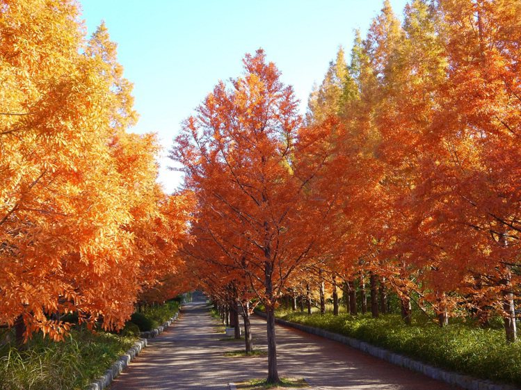 森林植物園園內的紅葉樹木種類有38種、共3,000棵。圖／神戶觀光局台北事務所提供