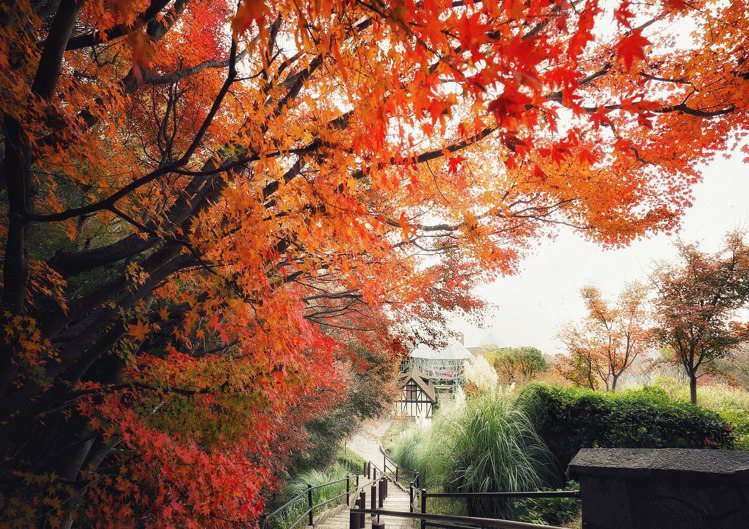 布引香草園今年賞楓期在11月上旬～12月上旬。圖／神戶觀光局台北事務所提供