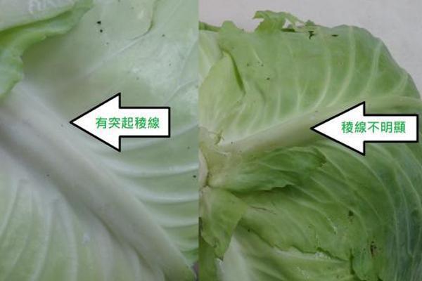 左邊的高麗菜稜線明顯，右邊則不明顯。 圖片提供／Fooding台灣好食材 楊...