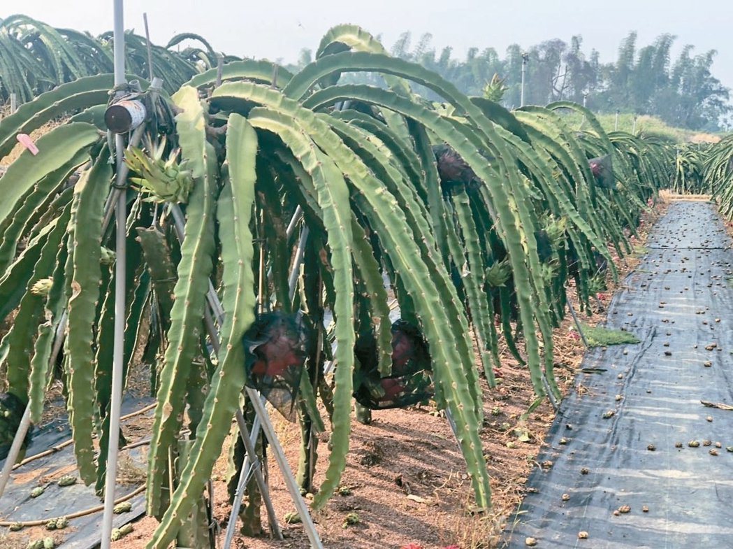 名間鄉是國內最大茶葉產區，常有鳳梨、火龍果等間作，容易出現空飄農藥問題。  圖／...
