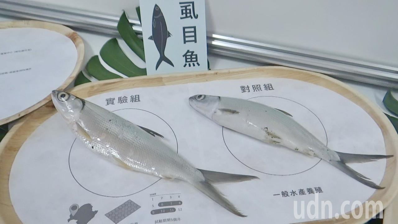 漁電共生試驗成功釋放利多 讓台灣養殖邁向智慧科技