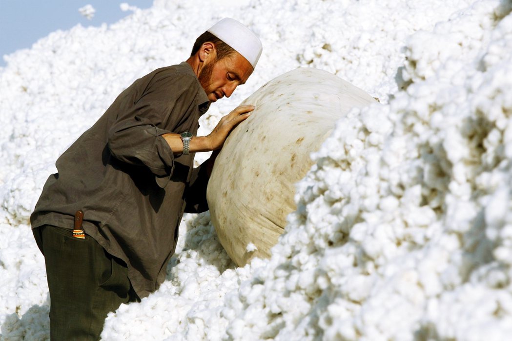 新疆的棉產量佔中國總量的八成以上，外界因而對中國棉製品的勞動力來源表達疑慮。圖為...