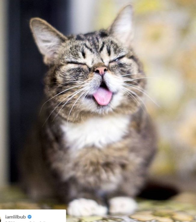 Lil Bub因為舌頭無法跟一般的貓咪一樣收吐，小小的殘缺反成特色。圖／截取自IG