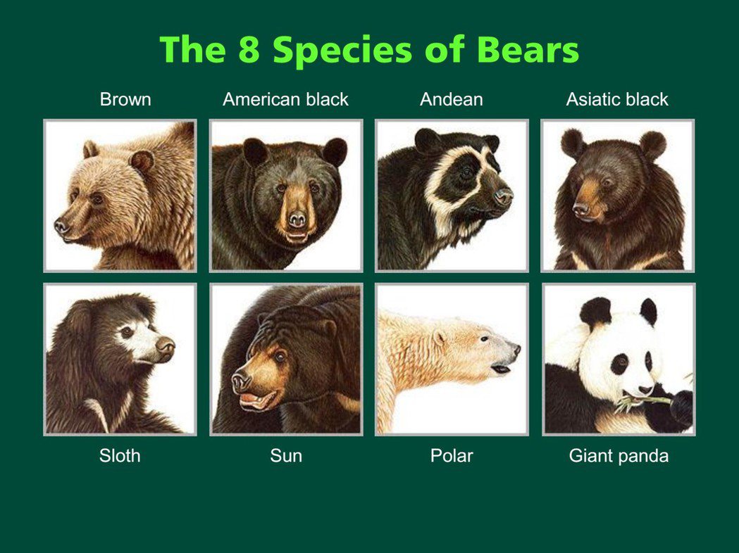 世界上的8種熊。 圖／Davis Garshelis《與熊熊大師有約》簡報