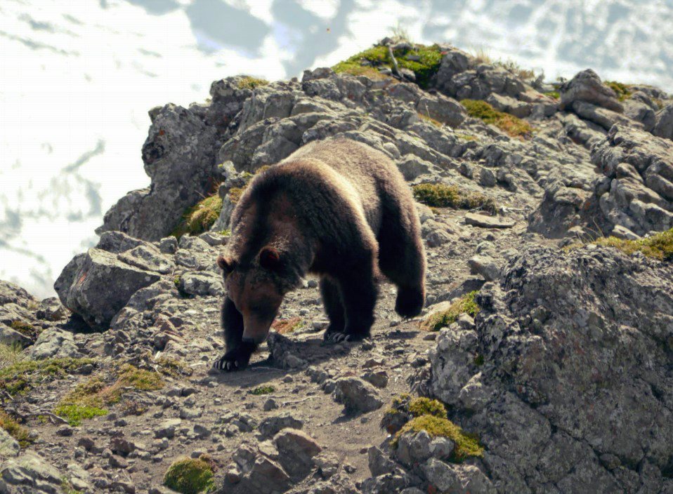 卑詩省地形崎嶇多山，有棕熊和美洲黑熊分布，圖片中為棕熊。 圖／Bruce  McLellan《與熊熊大師有約》簡報