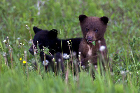 【與熊熊大師有約】從獵捕到與共存：加拿大卑詩省人熊關係演進史