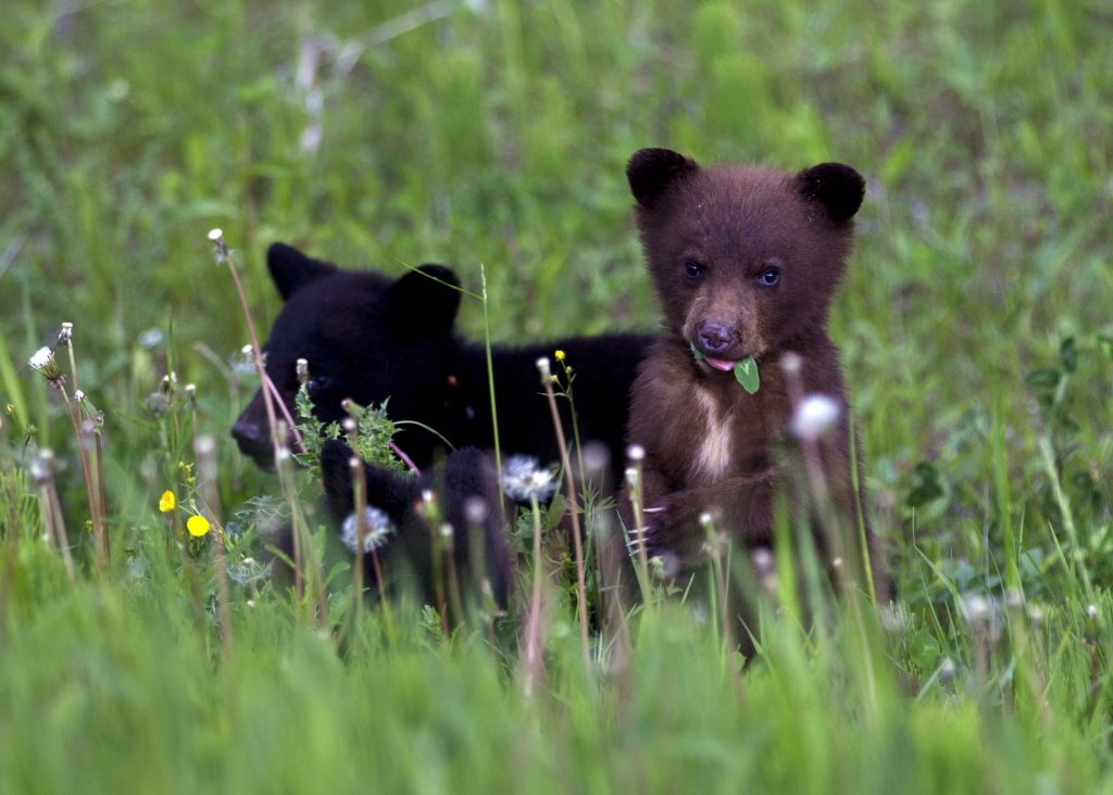 圖為位於英屬哥倫比雅省庫特尼國家公園裡的小熊。 圖／新華社