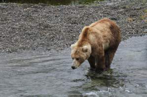 【與熊熊大師有約】建立廊道降低人熊衝突：加拿大卑詩省成功保育棕熊