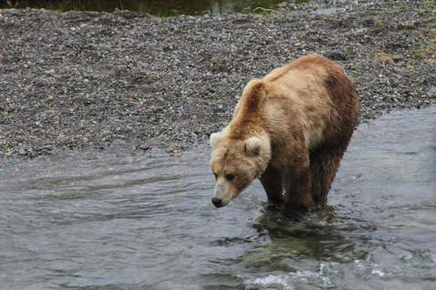 建立廊道降低人熊衝突：加拿大卑詩省成功保育棕熊
