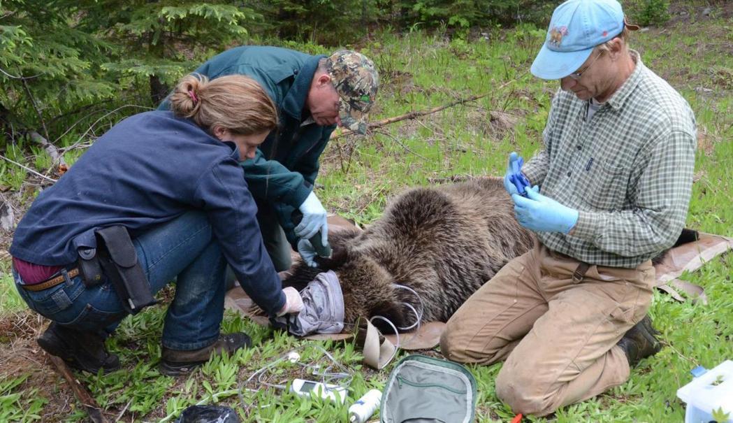 研究人員捕抓到熊之後，在熊被麻醉下進行標記或裝上無線電項圈，以便後續追蹤相關數據。 圖／Michael Proctor《與熊熊大師有約》簡報