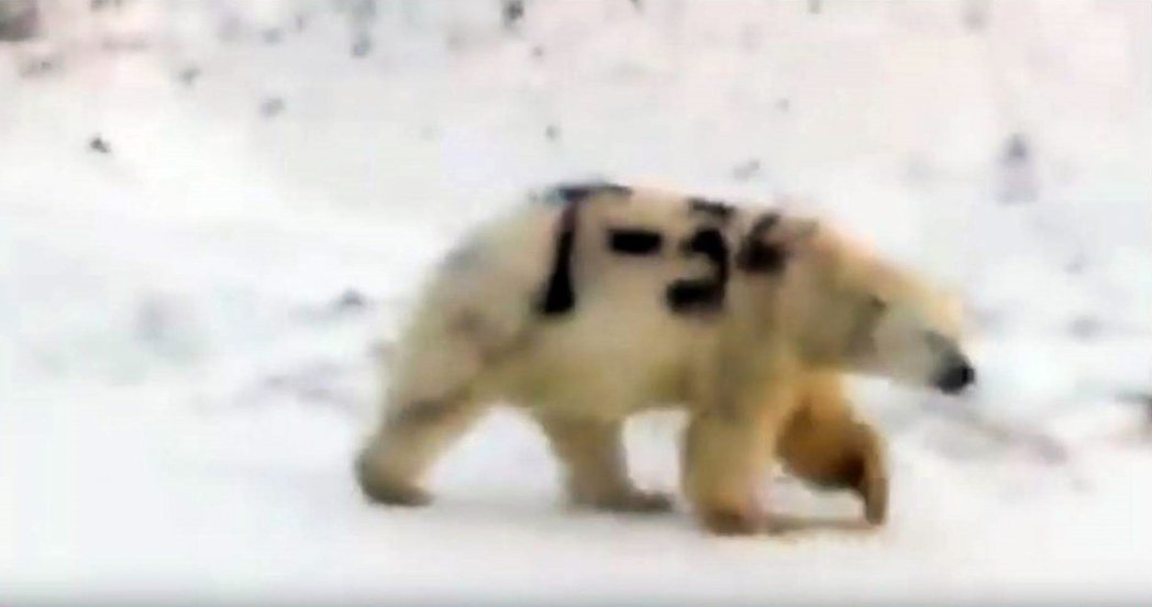 鏡頭背後／惡意的生態危機：俄國極地「Ｔ-34噴漆北極熊」的疑雲與悲劇