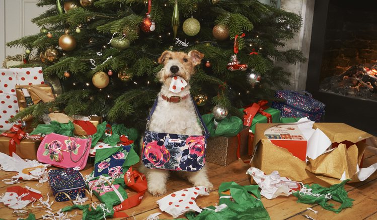 形象照中那種耶誕節一早醒來和家裡狗狗搶著拆禮物的情景更是溫馨有趣。圖／Cath ...