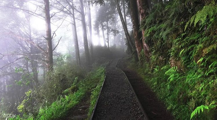 在宜蘭太平山自然步道中欣賞山林雲霧，享受森林浴洗禮，讓人心曠神怡。圖／KLOOK提供