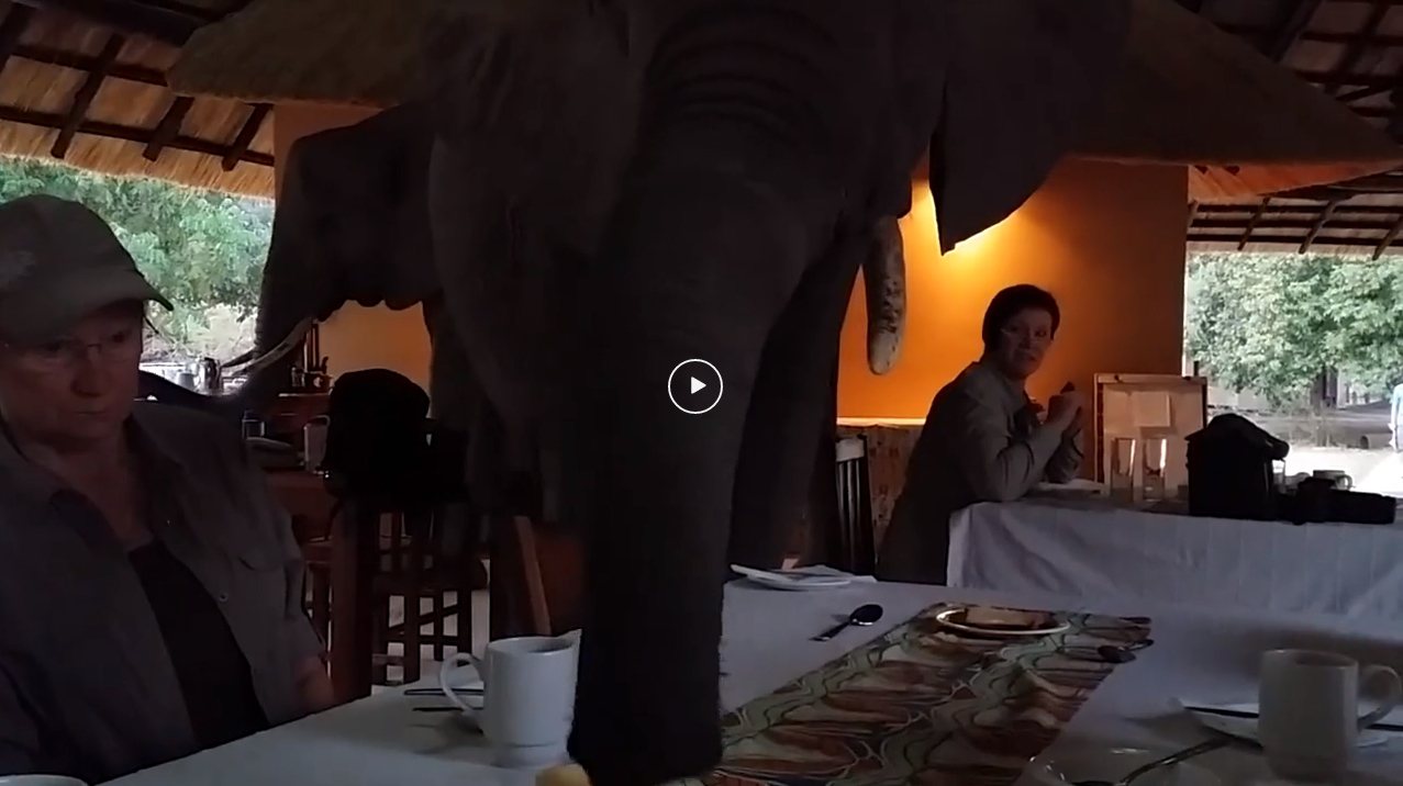 美國網路論壇Reddit日前有名用戶貼出影片，只見一家大象直闖非洲國家尚比亞的一...