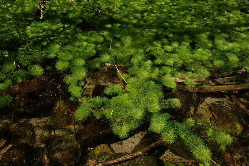 桃園石龍尾展示在福山植物園水生植物池的入水口。 圖／林試所提供