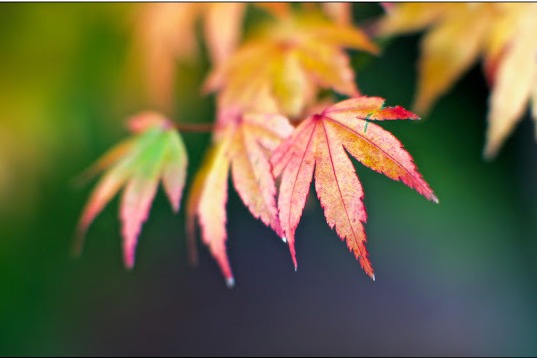 台灣六種原生 槭 你賞的楓紅是什麼槭 旅遊 聯合新聞網