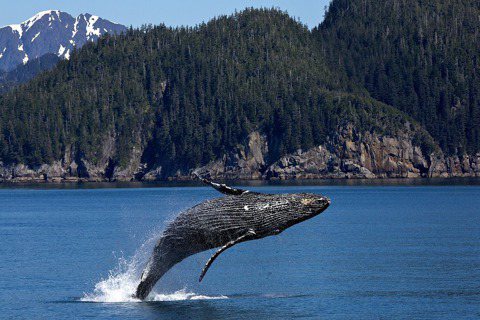 多位專家學者聯合撰文指出，「緩解氣候危機有天然神器：鯨魚」。 圖／摘自Pixab...
