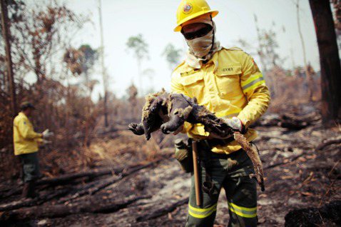 圖為2020年8月11日，巴西亞馬遜一隻被燒死的食蟻獸。 圖／路透社