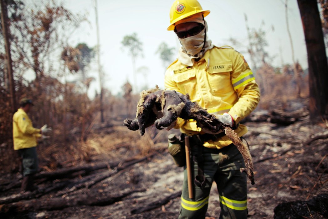 圖為2020年8月11日，巴西亞馬遜一隻被燒死的食蟻獸。 圖／路透社