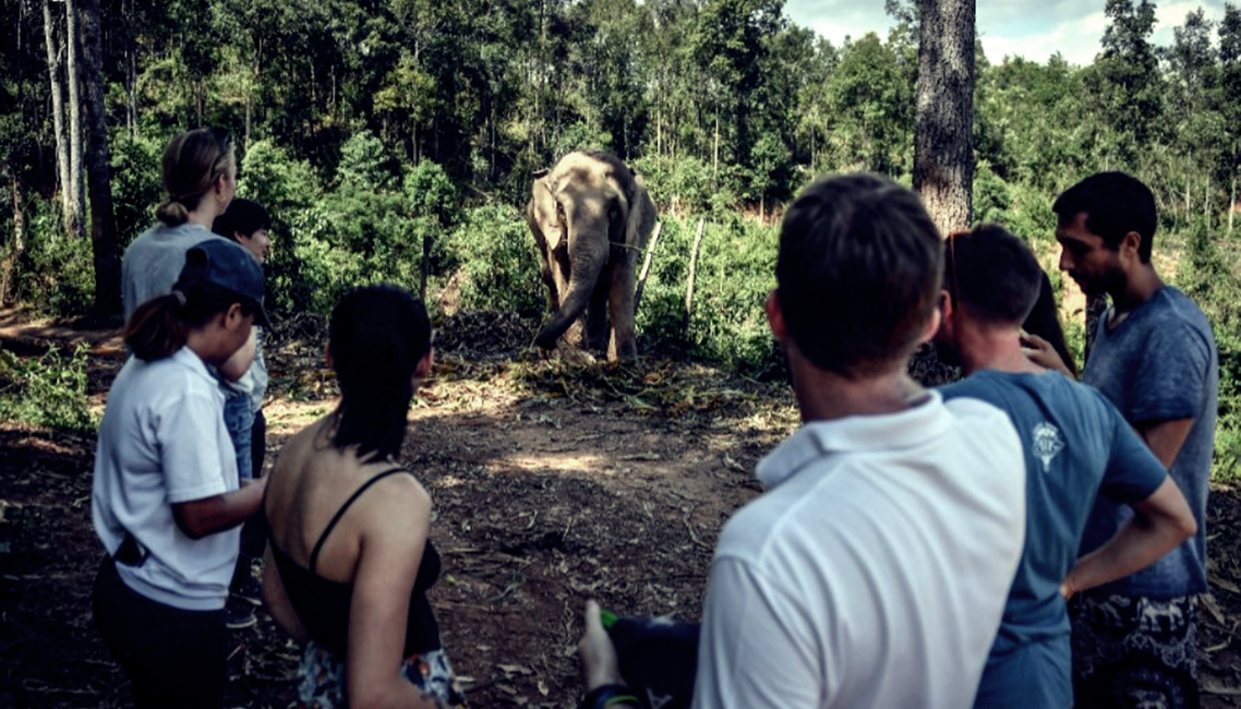 目前泰國至少有220座大象主題園區，被人類圈養大象約4,000隻。 圖／法新社