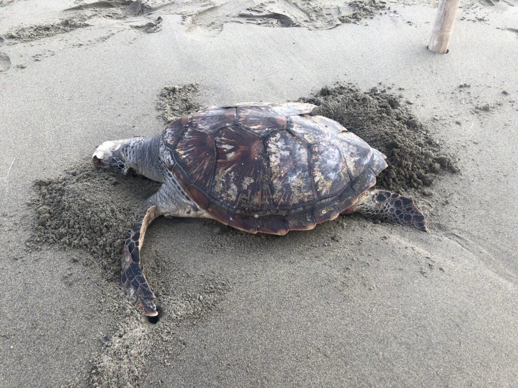 苗栗縣後龍鎮海寶溝沙灘26日下午同時發現有2隻綠蠵龜死亡，是過去較罕見情況。圖／...