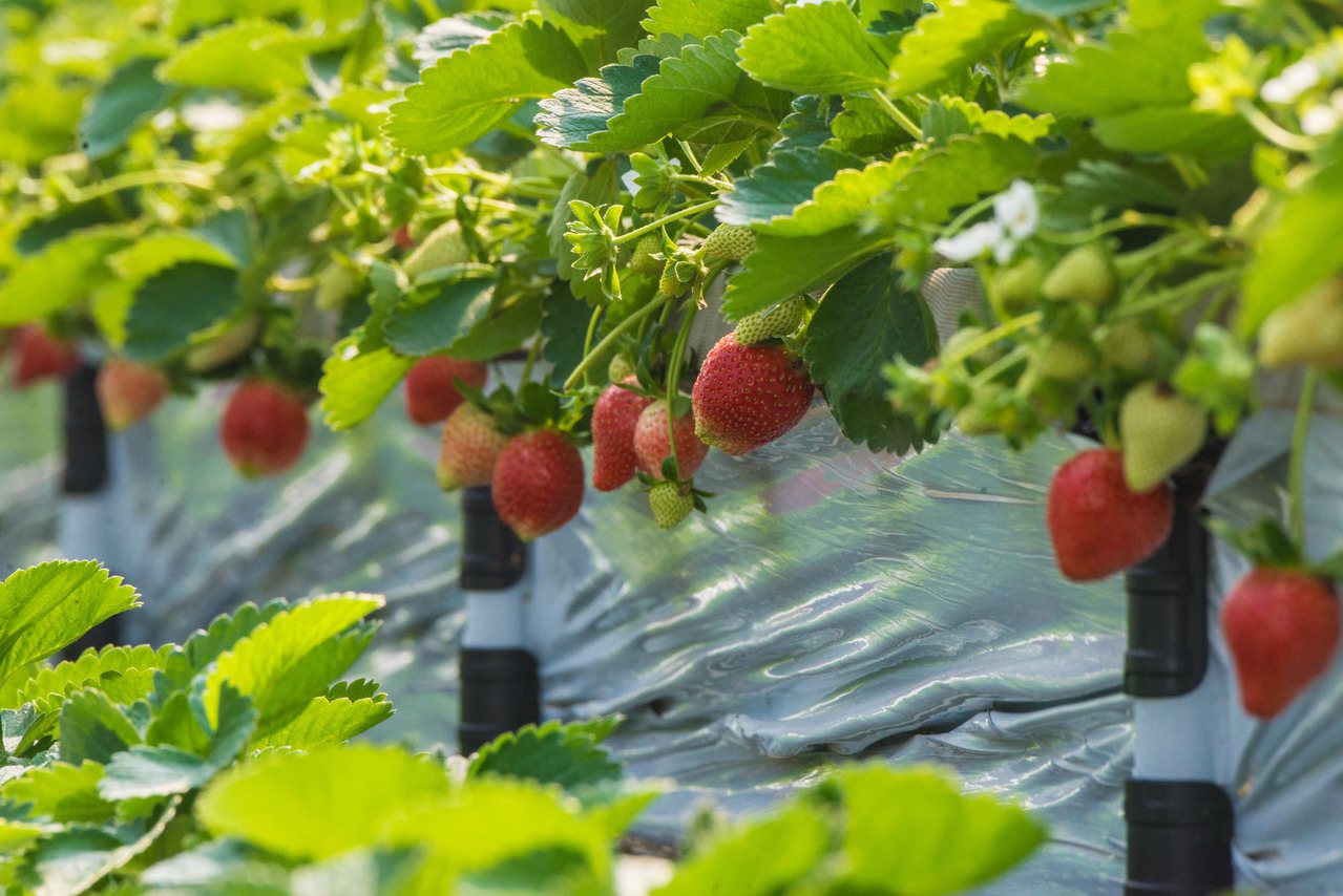 每年12月至4月正值草莓季。圖／桃園市政府提供
