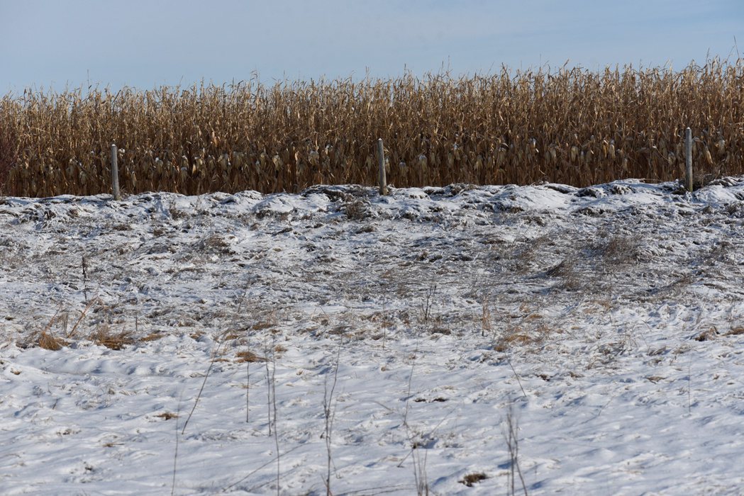 霜凍天氣每每影響到玉米的收成。（路透）