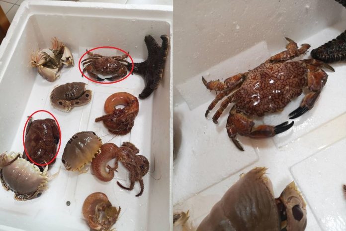 網友指出到魚市買海產卻買到有劇毒的螃蟹類。圖／翻攝爆廢公社