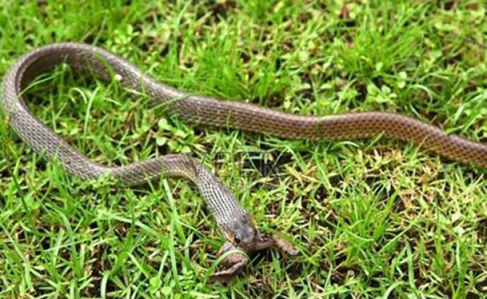 陸學者最新研究：武漢肺炎病毒來源可能是蛇。取自澎湃新聞