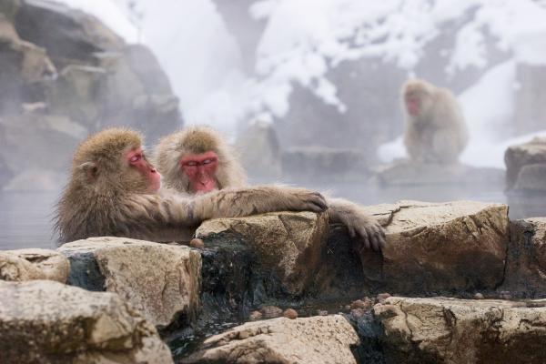 地獄谷野猿公苑以「雪猴」的身影而聞名於世。圖／JR東日本提供
